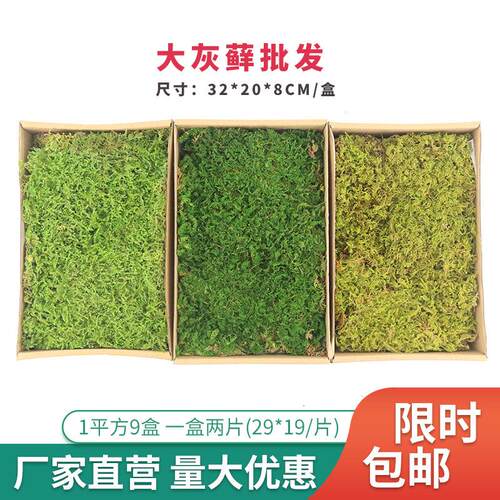 永生苔藓大灰藓植被苔藓枯山水景观装饰青苔草皮绿植墙干花背景墙