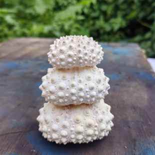 天然海胆壳标本 情侣定情信物老婆女同学女友生日惊喜可爱礼物