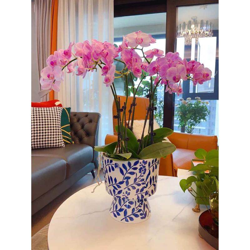 青花瓷大口组合创意器蝴蝶兰 盆花批发套盆花盆陶瓷国风盆径高脚,鲜花速递/花卉仿真/绿植园艺,花盆,淘宝优惠券,粉丝福利购,淘宝优惠卷