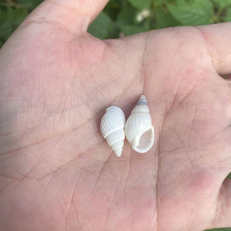 微景55观漂流瓶贝壳海螺12厘米米白螺天海螺贝壳 贝-壳然DIY原材