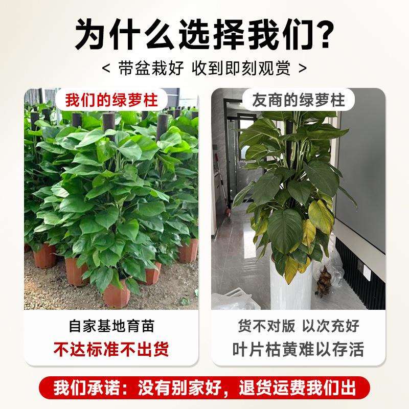 大叶绿萝柱盆栽吸甲醛大型绿植室内招财旺宅办公室绿箩客厅好养活
