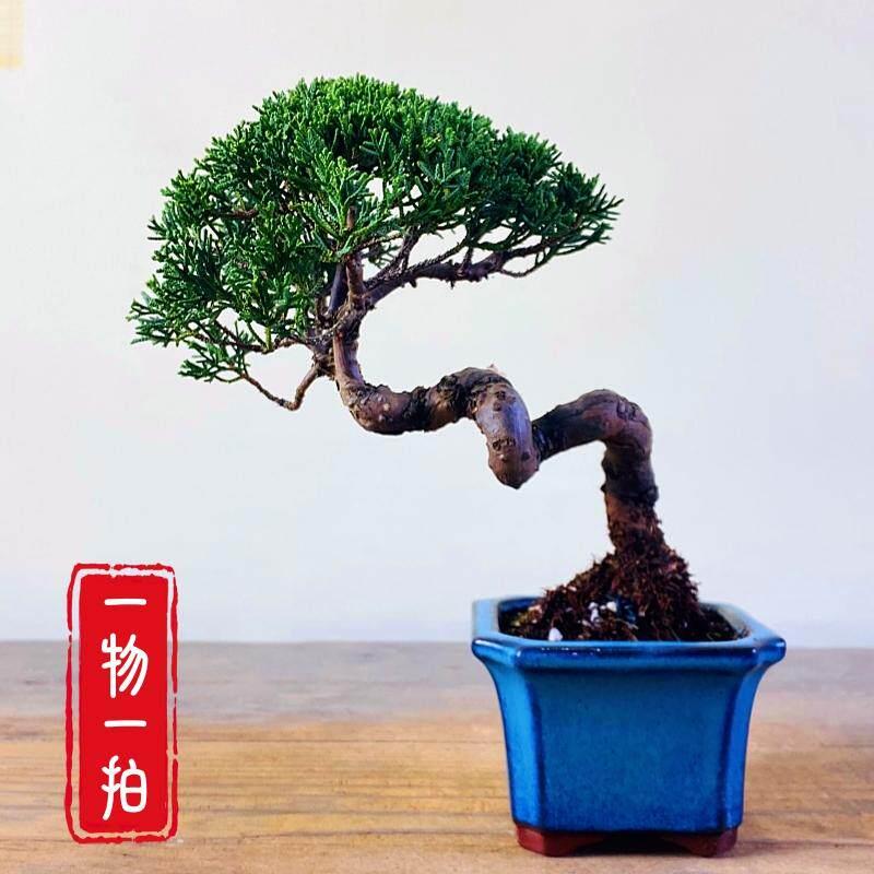 济州真柏盆景老桩室内盆栽植物一物一拍办公桌阳台茶台客厅摆件