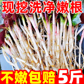 折耳根新鲜鱼腥草猪鼻孔当季野蔬菜嫩芽嫩根叶贵州凉拌下饭菜即食