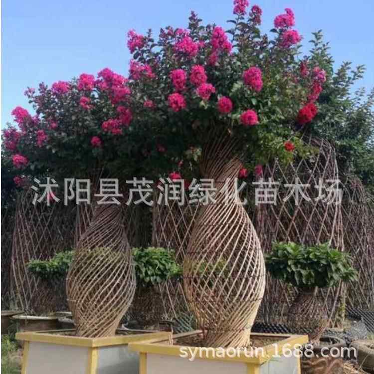 地景紫薇 瓶状紫薇 花瓶式样紫薇 观赏价值高营养袋培育好移栽