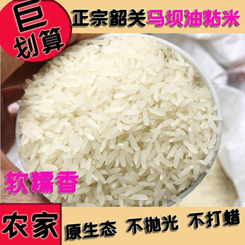 广东韶关正宗马坝油粘米新米象牙米丝苗软香美香粘不抛光农家大米