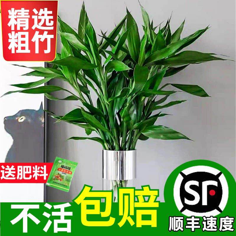 富贵竹水培植物水培粗杆发财带根步步高转运竹子花卉盆栽室内客厅