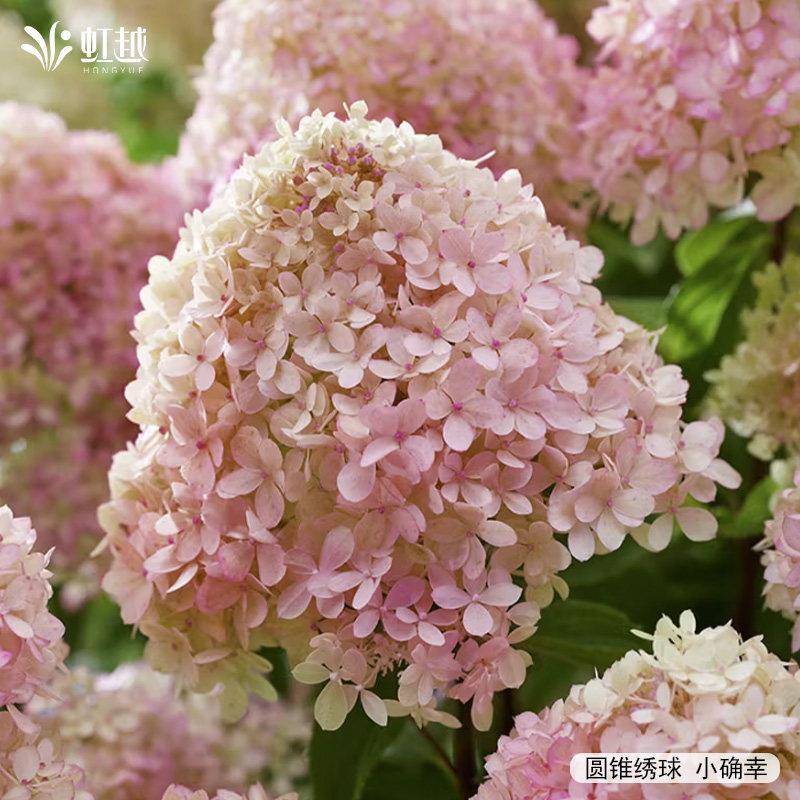 虹越进口圆锥绣球花盆栽小苗花园庭院好养耐寒耐热地栽多年生植物