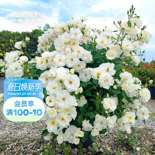 海蒂的花园 直立冰山欧月丰花灌木月季花量大庭院花卉植物盆栽苗