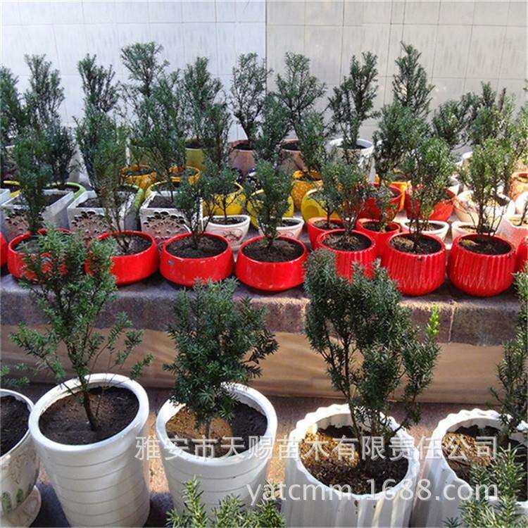 基地曼地亚红豆杉杯苗阳台窗户防风观赏绿植降噪耐寒50-80cm
