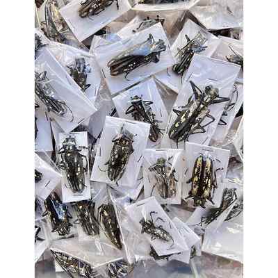 天牛标本集合 真昆虫云斑白条天牛蓝丽星蝴蝶标本甲虫蝉标本科普