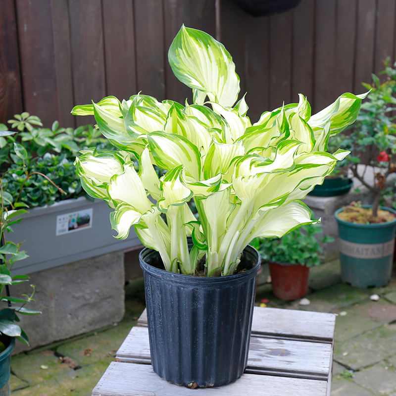 花苗金边植植物花坛绿观叶耐旱花叶室内玉簪花卉耐寒盆栽多年生