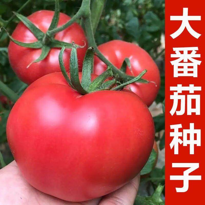 西红柿种子老品种毛粉番茄阳台盆栽庭院四季高产蔬菜种子籽孑高产,家居饰品,户外/庭院摆件,淘宝优惠券,粉丝福利购,淘宝优惠卷