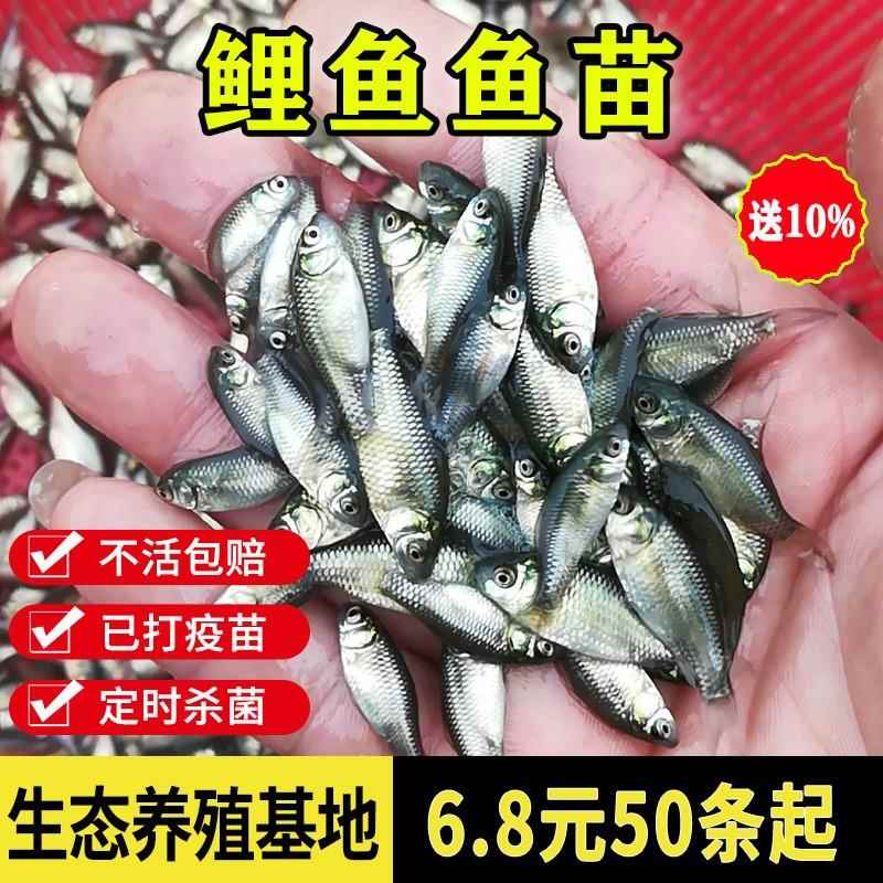 黑鲤鱼苗鲤鱼鱼苗淡水鱼塘水活体养殖红尾包活包邮稻田花背小鱼苗