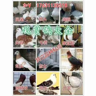 包邮观赏鸽元宝鸽子淑女鸽子种鸽两头乌点子秀凤尾大鼻子鸽子活体