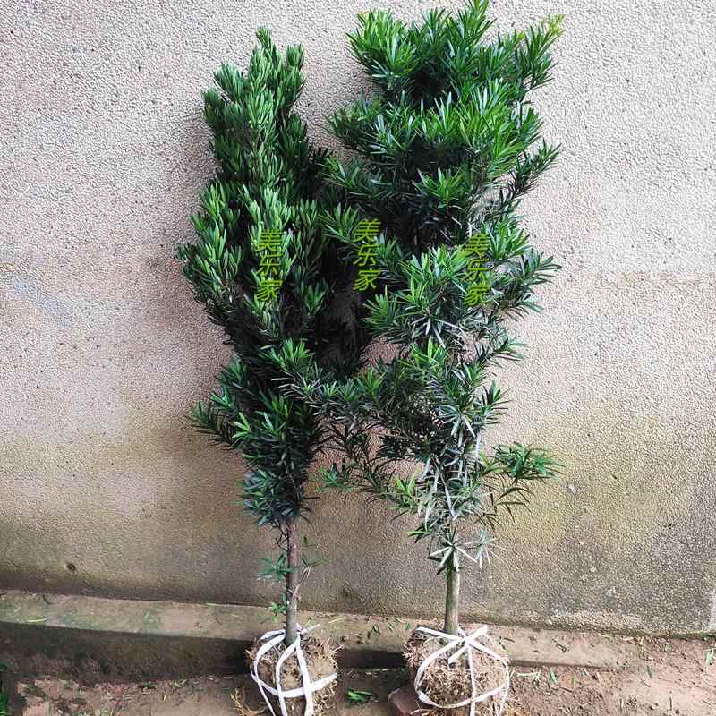 罗汉松树苗大树雀舌庭院别墅阳台地栽可造型室内外盆栽盆景绿植物