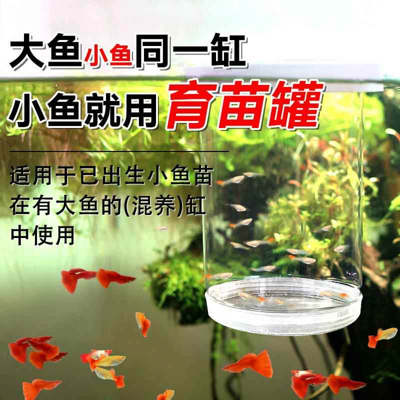 孔雀鱼漂浮繁殖罐鱼缸隔离盒孵化罐热带鱼小鱼孵化器幼鱼产房产箱