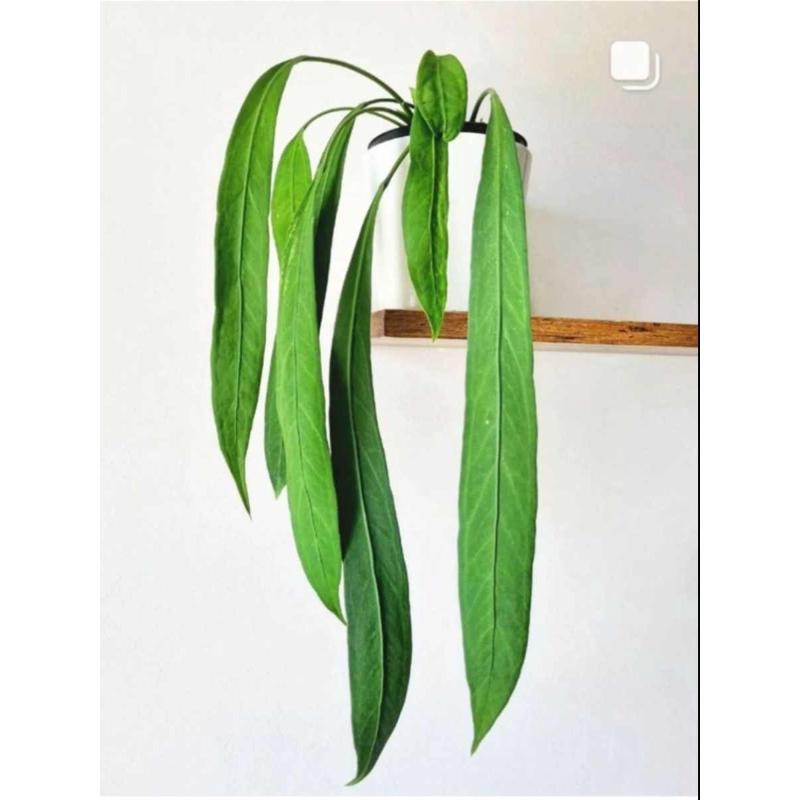 维塔领带花烛海芋蔓绿绒天南星科室内垂吊悬挂绿植盆栽火观叶植物