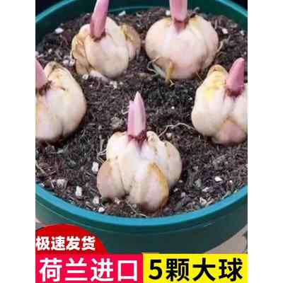 进口重瓣香水百合种球5颗四季开花室内阳台盆栽花卉易活植物耐寒