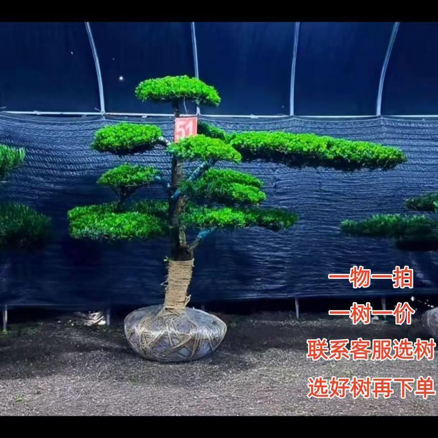 正宗罗汉松小叶雀舌四季常青别墅庭院绿化造型树好养好种