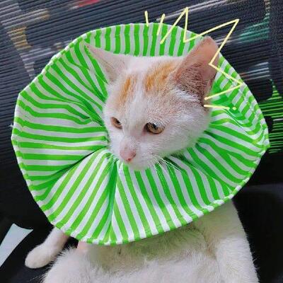 Cozy Anti-bite toperative Recovery Wound Healing Collar