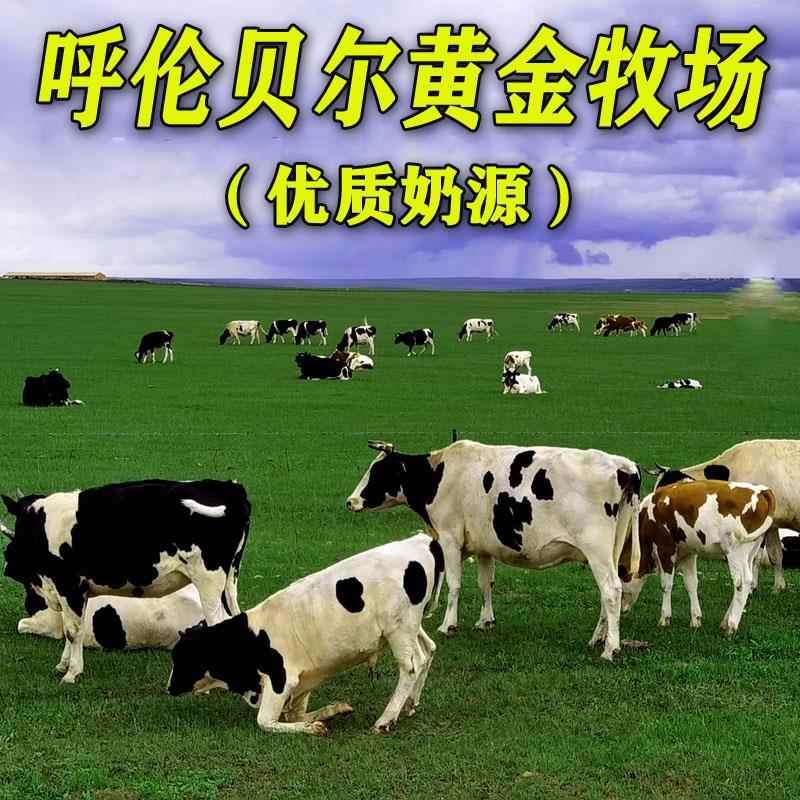 内蒙古呼伦贝尔牙克石酪娃奶粉全脂无蔗糖中老青少成人奶粉