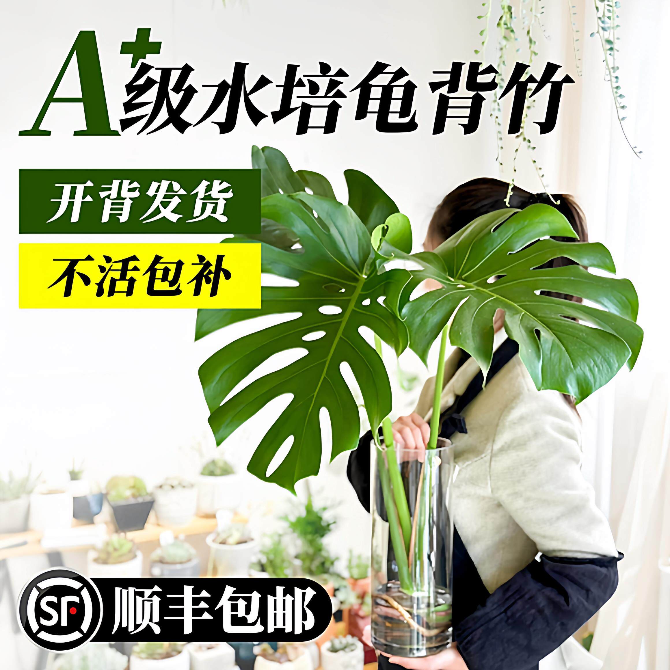水培植物龟背竹老桩办公室桌面绿植室内盆栽水养竹子好养易活四季