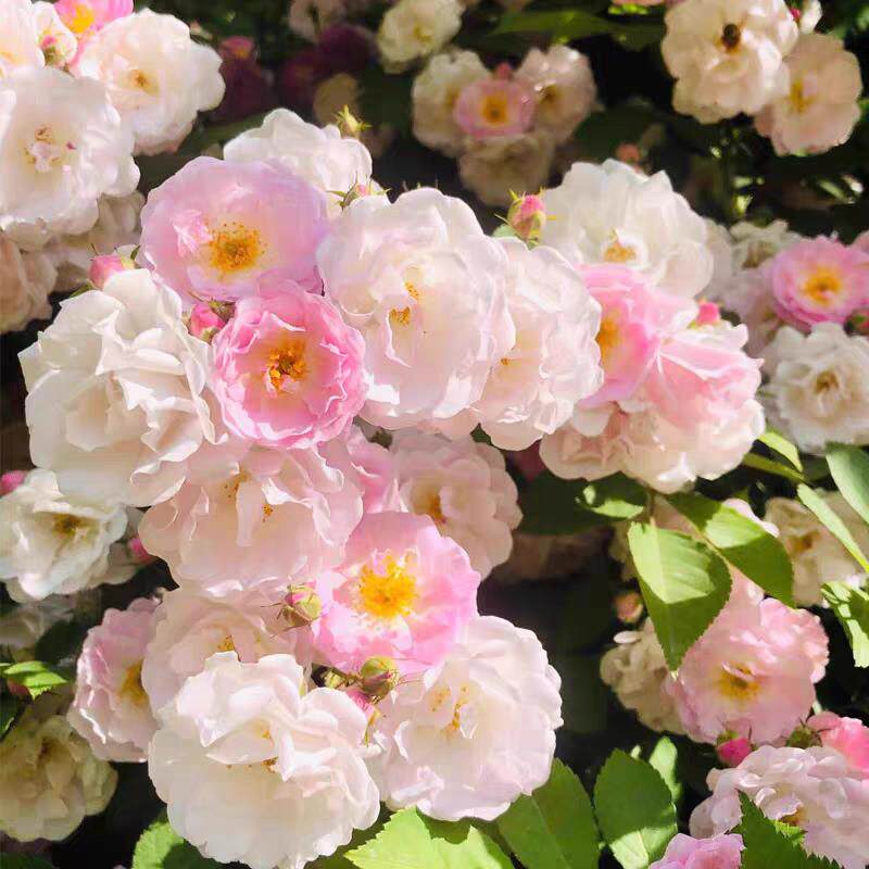 四季粉木香花苗红白木香黄木香花群舞爬藤蔷薇花庭院花园粉色木香