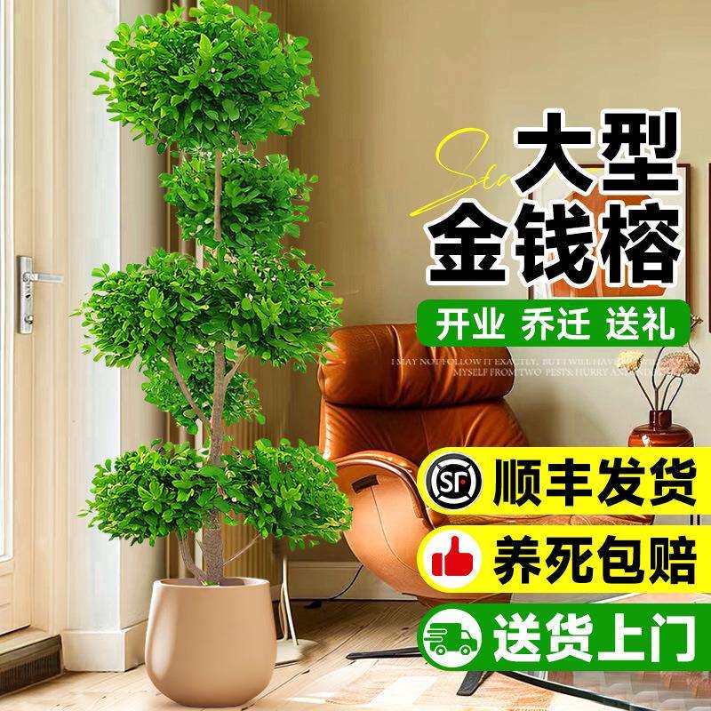 金钱榕大盆栽室内客厅大型绿植摇钱树发财树四季常青落地榕树植物