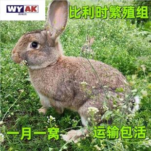 兔子活苗比利时巨兔大型肉活的可散养兔可家养肉兔苗活物