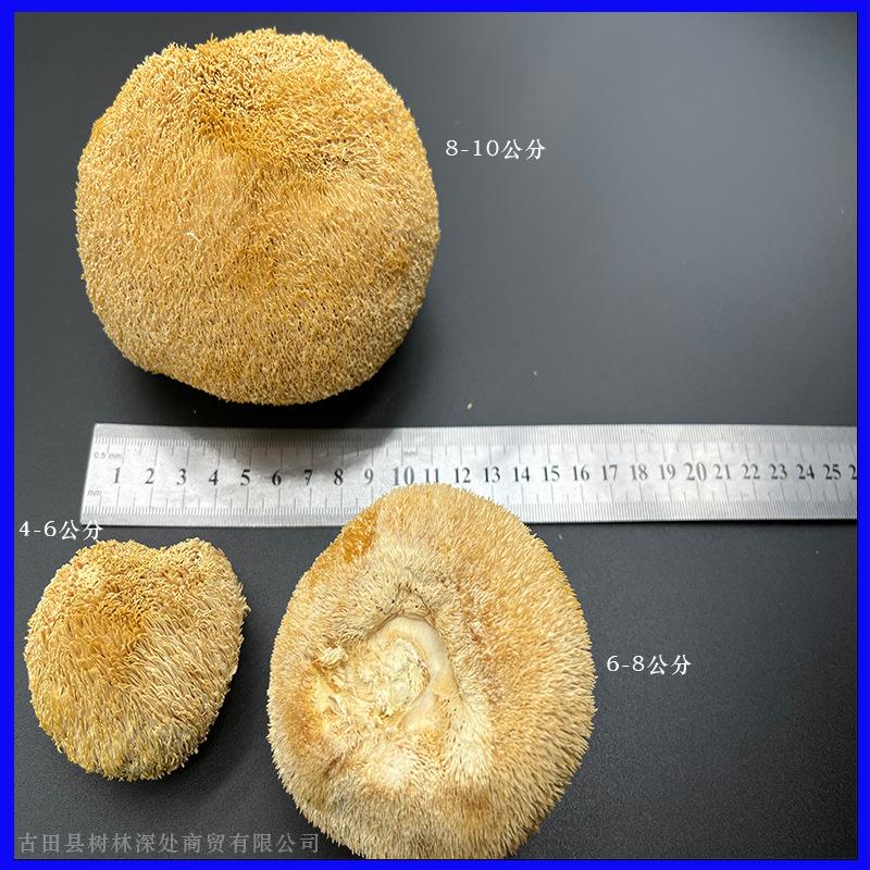 【自有工厂】古田猴头菇500g新鲜干货散装猴菇大量食用菌