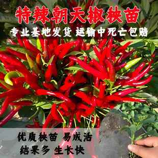 朝天椒秧苗辣椒苗小米辣种子指天椒种籽春季盆栽种孑七星椒苗子秧