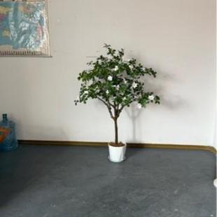 FT688 FT花盆陶瓷大号带盘家用性创多意个家用绿萝吊兰托肉花盆