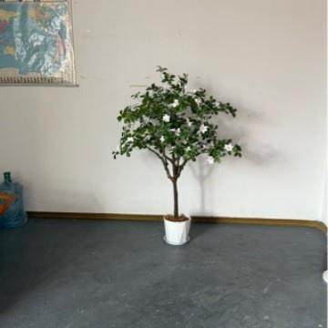 FT688-FT花盆陶瓷大号带盘家用性创多意个家用绿萝吊兰托肉花盆