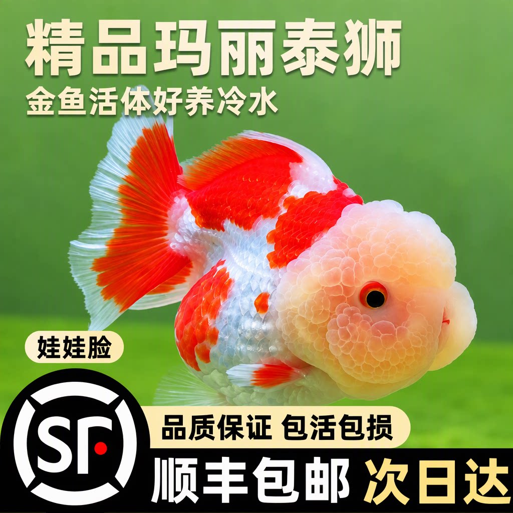 玛丽泰狮百褶泰狮兰寿观赏金鱼冷水淡水活体好养包活包损鱼苗