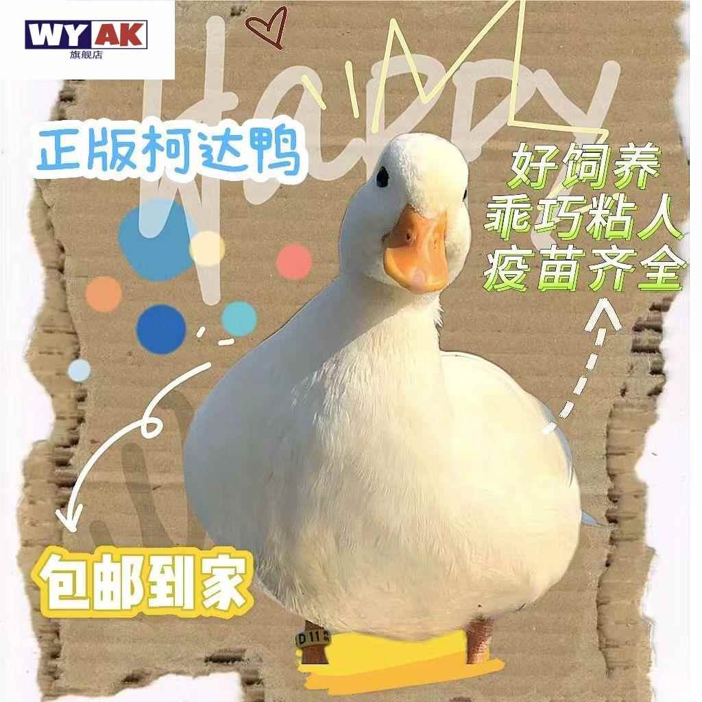 活宠物网红物小鸭子苗幼崽柯基鸭苗下蛋