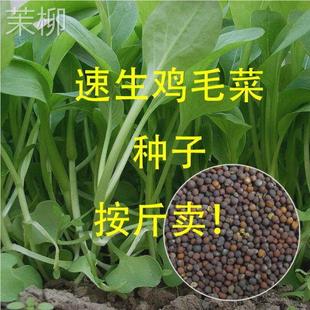 鸡毛菜种籽四季 种植小白菜青菜油菜上海青20天速成盆栽蔬菜籽易活