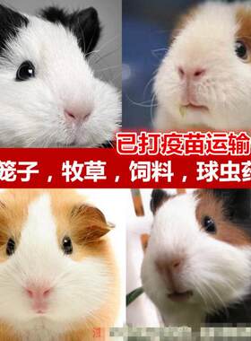 荷兰猪活宠豚鼠幼体宠物荷兰鼠幼崽荷兔彩豚黑豚逆毛家养幼体