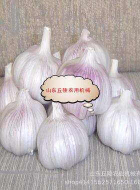 自产自销新款小型电动大蒜剪杆去胡机48V小型便携式大蒜剪杆机