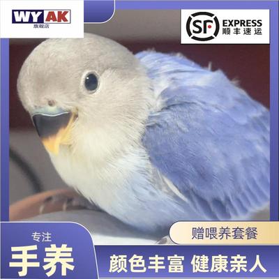 鹦鹉活鸟一公一母手养牡丹雏鸟幼鸟手养宠物半毛断奶高纯紫闪紫熏
