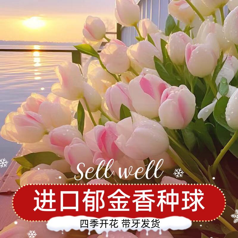 进口荷兰重瓣郁金香种球盆栽花种水培大四季开花土养阳台花卉种子