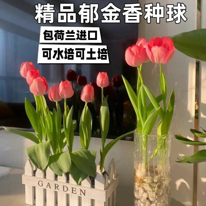 【下单立减50】 耐寒易活郁金香种球水培土培适用于室内外阳台BW