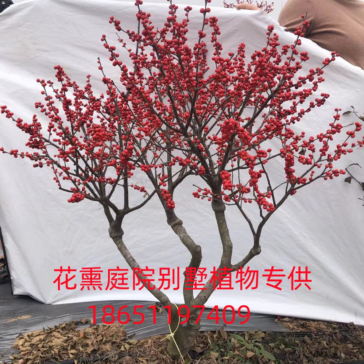 北美冬青苗冬红果树苗盆栽树苗冬青相思豆富贵籽苗发财果红果带果