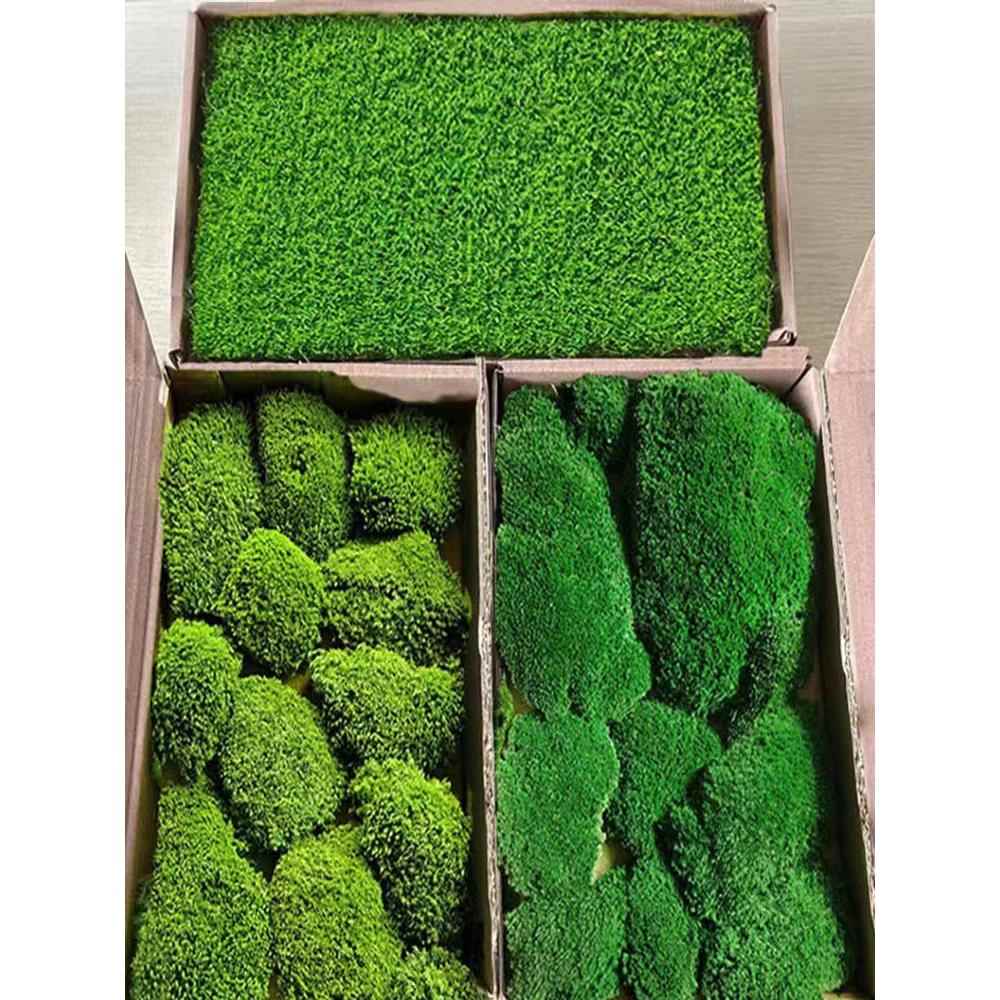 永生苔藓白发藓大灰藓植物墙室内墙面软装工程墙铺面造景彷真青苔