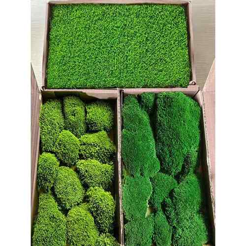 永生苔藓白发藓大灰藓植物墙室内墙面软装工程墙铺面造景彷真青苔