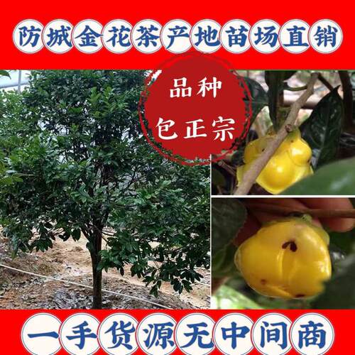 防城金花茶苗 防普金花茶树苗 普通种金花茶树 金花茶 开花大树