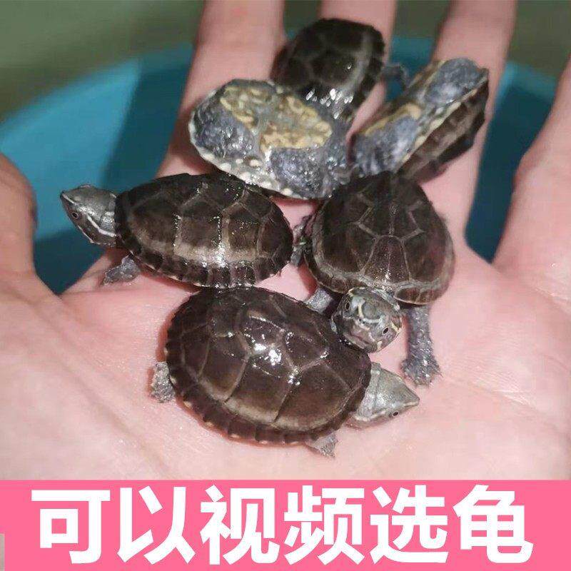 麝香龟苗入门蛋龟深水龟小乌龟活体物公母麝香红面蛋龟红面龟