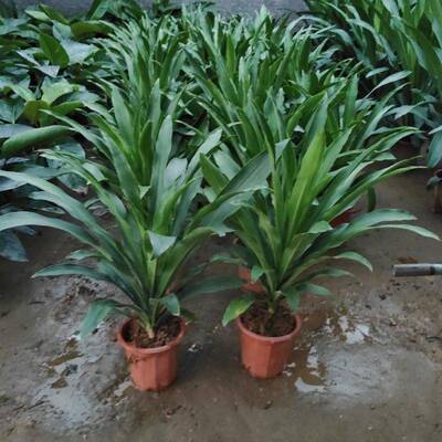 金心也门铁巴西铁青铁盆栽大型植物办公室客厅绿植北欧室内网红