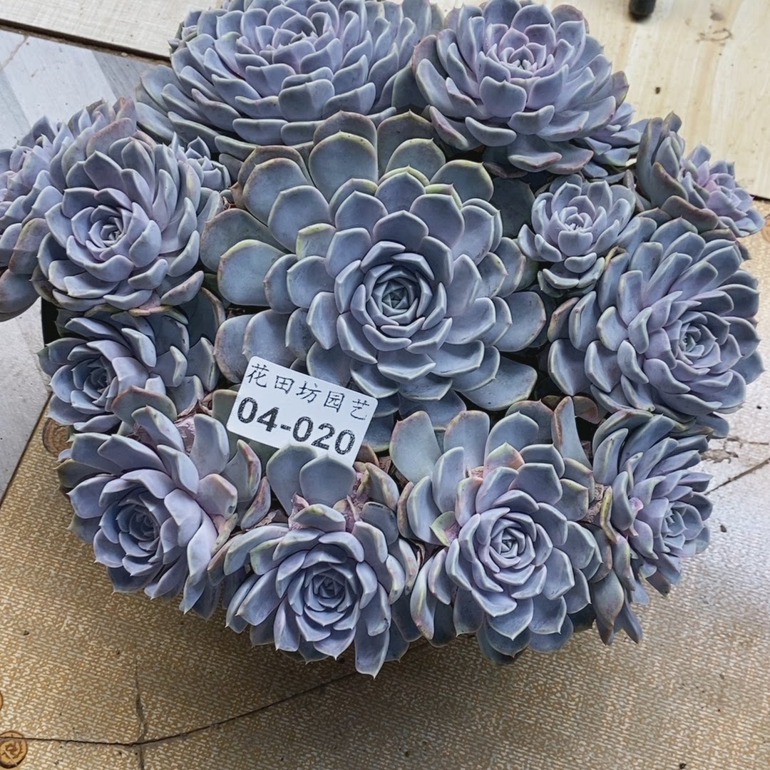 花田坊多肉一物一拍04.020汉堡