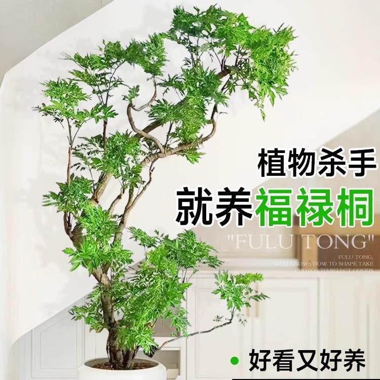 福禄桐盆栽大型造型绿植室内客厅落地大号植物羽圆叶禄植好养轻奢