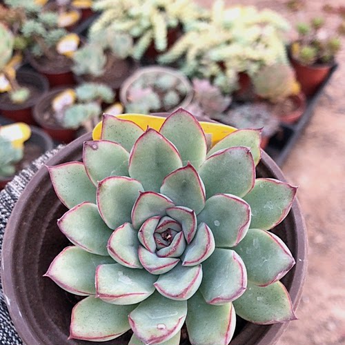 原始花月夜价格 原始花月夜图片 星期三